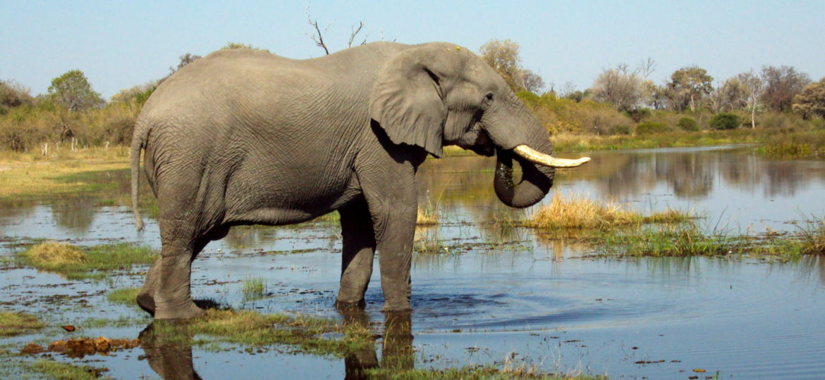 Afrika Elefant