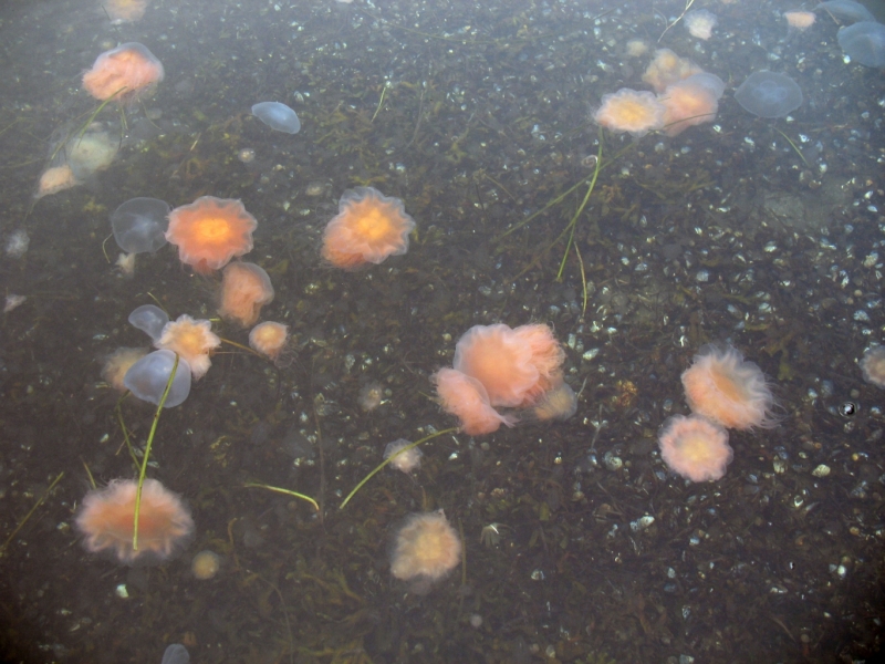 Jellyfish
