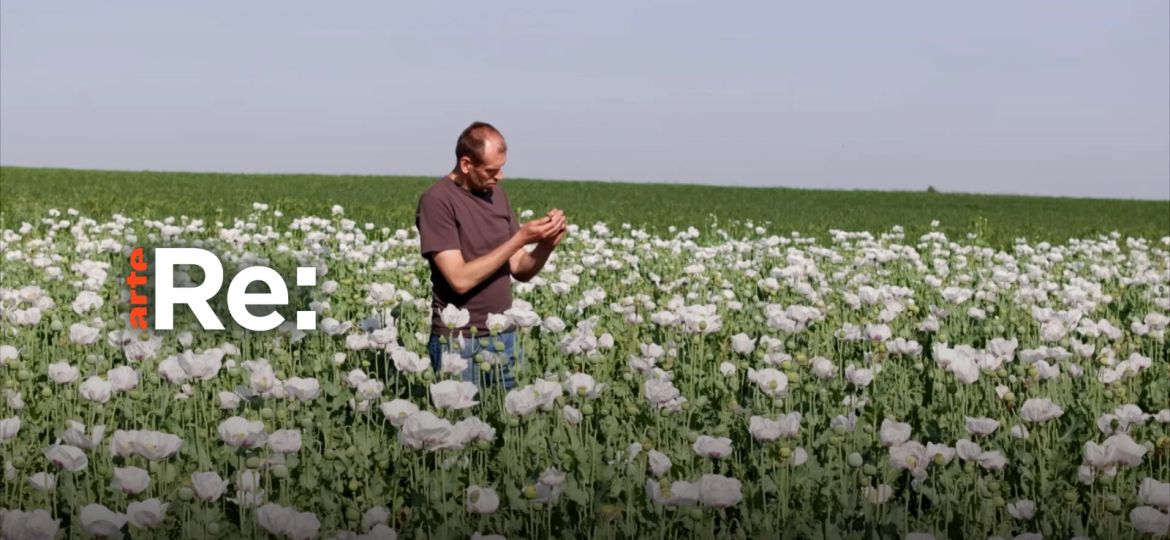 Arte Re Zwei Mohnbauern gegen einen Käfer